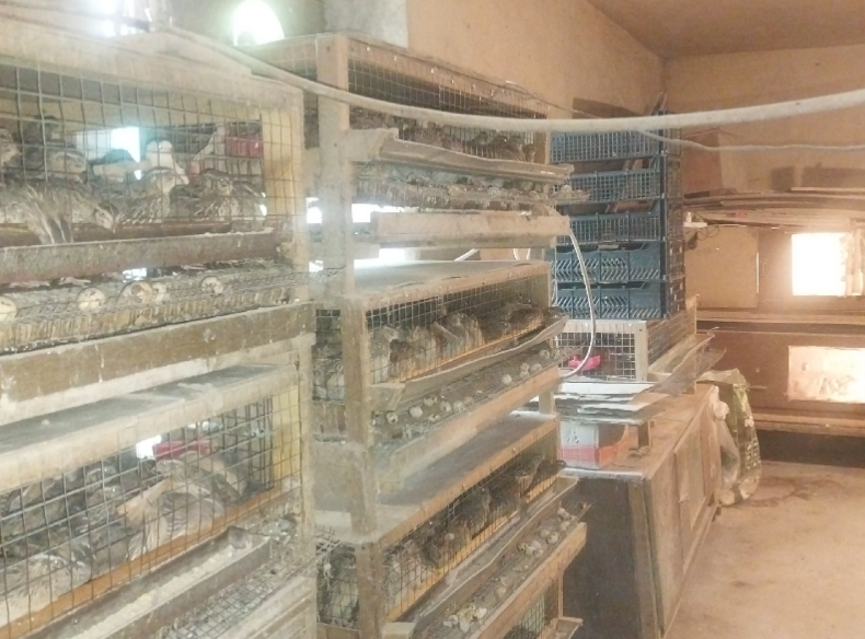 Foto